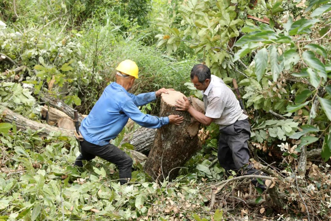 种地致富项目_种植致富新项目_开拓种植基地 致富