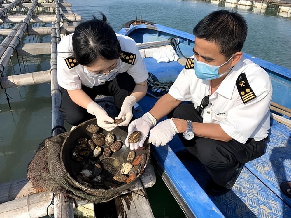 鲍鱼人工养殖技术_人工养殖鲍鱼的功效和作用_养殖人工鲍鱼技术视频教程