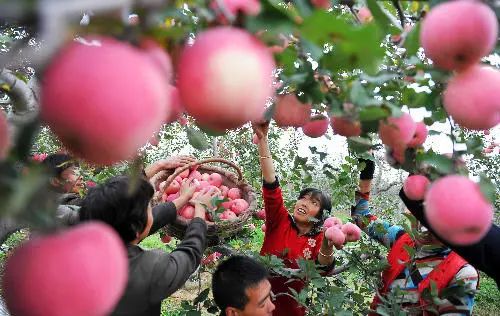 视频致富采摘园怎么做_搞采摘园赚钱吗_采摘园致富经视频