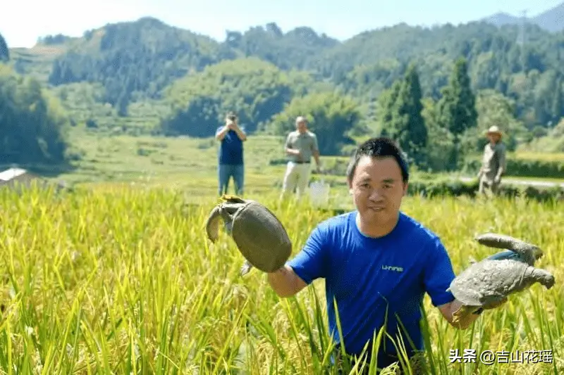 龟鳖养殖技术书_龟鳖的养殖_龟鳖养殖实用技术