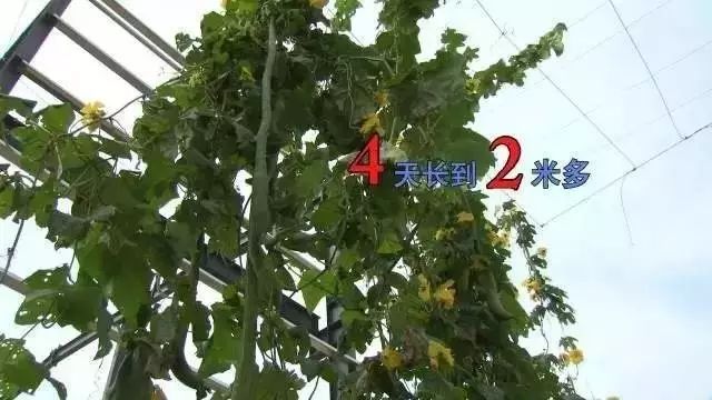 【今日看点】《CCTV-7致富经》种瓜不卖瓜 年入八千万 揭秘丝瓜大王周巍峰的财富之路（9月6日 21:17）