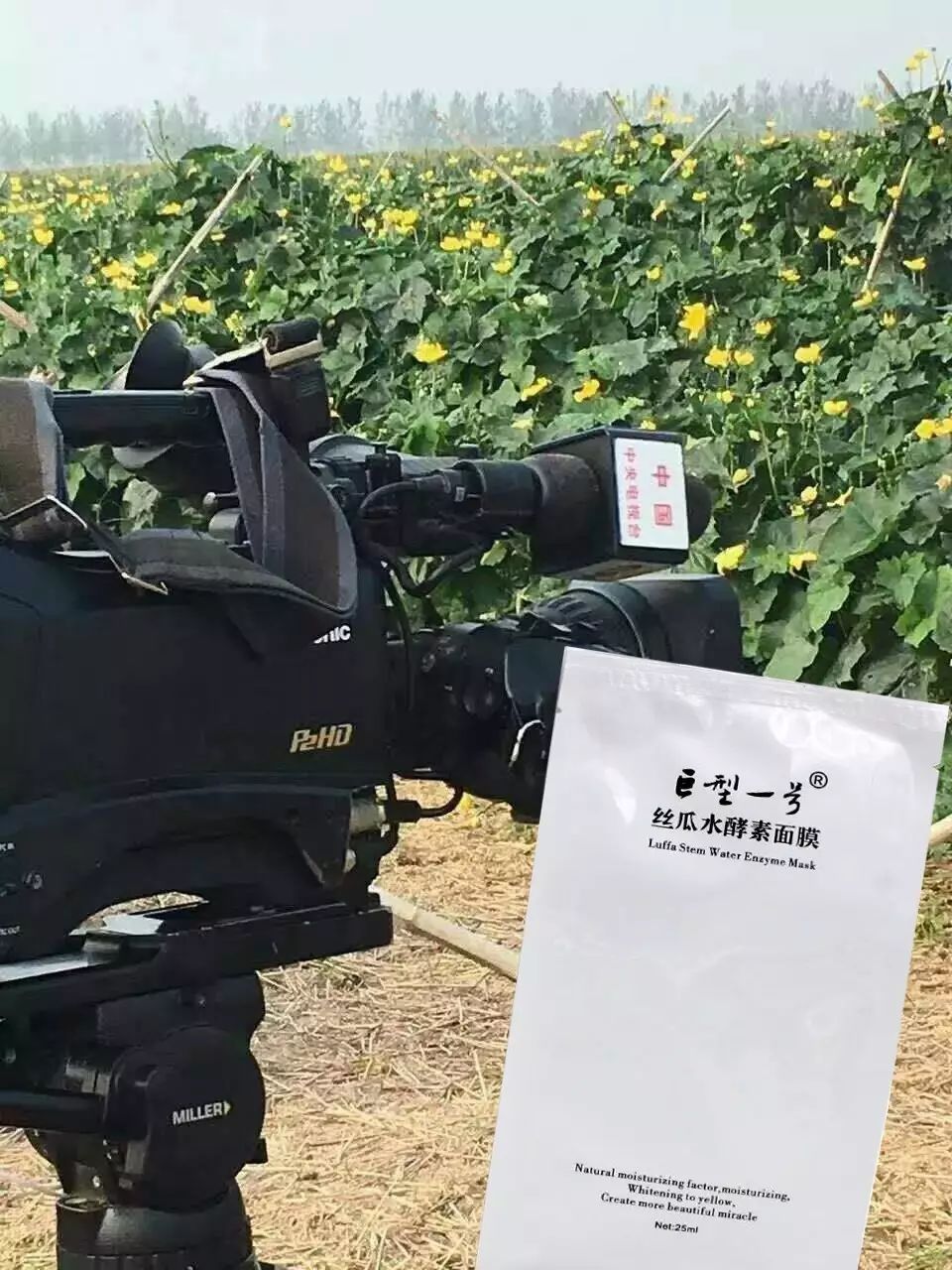 致富经胡蜂_cctv7致富经胡蜂_致富经中蜂