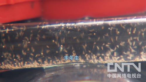 淡水虾养殖视频教程_致富经淡水虾养殖视频_淡水虾养殖投资多少钱