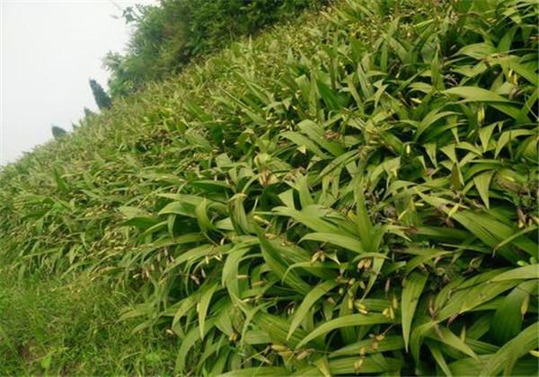 白芨种植技术教学视频_中药材白芨种植技术_白芨种植技术白芨种植方法