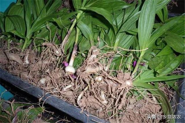 白芨种植技术白芨种植方法_白芨种植技术教学视频_每日农经白芨种植视频