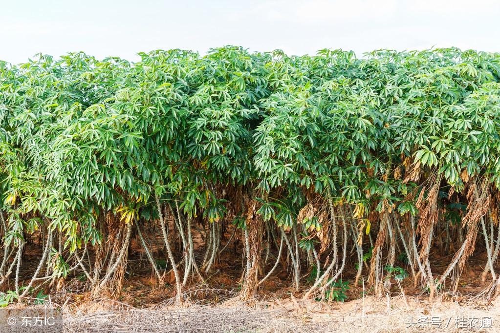 汽车要用乙醇汽油，人们要吃，广西农村常见的木薯值得再种吗？