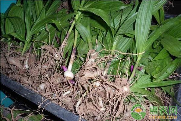 怎样种植白芨技术_白芨种植技术教学视频_每日农经白芨种植视频