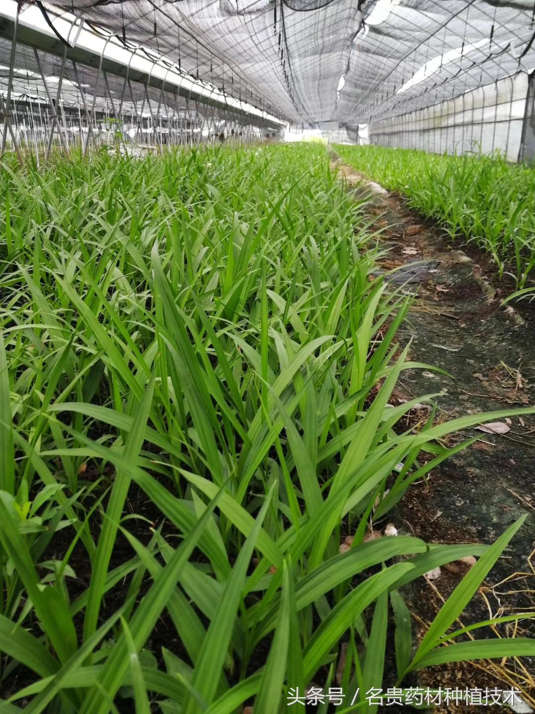 白芨种植技术教学视频_每日农经白芨种植视频_白芨种植技术白芨种植方法