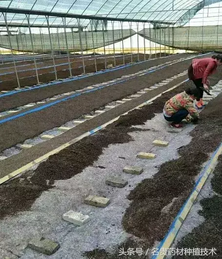 白芨种植技术白芨种植方法_每日农经白芨种植视频_白芨种植技术教学视频