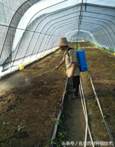 白芨种植技术教学视频_白芨种植技术白芨种植方法_每日农经白芨种植视频