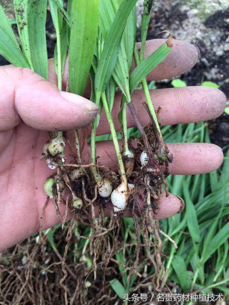 白芨种植技术白芨种植方法_白芨种植技术教学视频_每日农经白芨种植视频