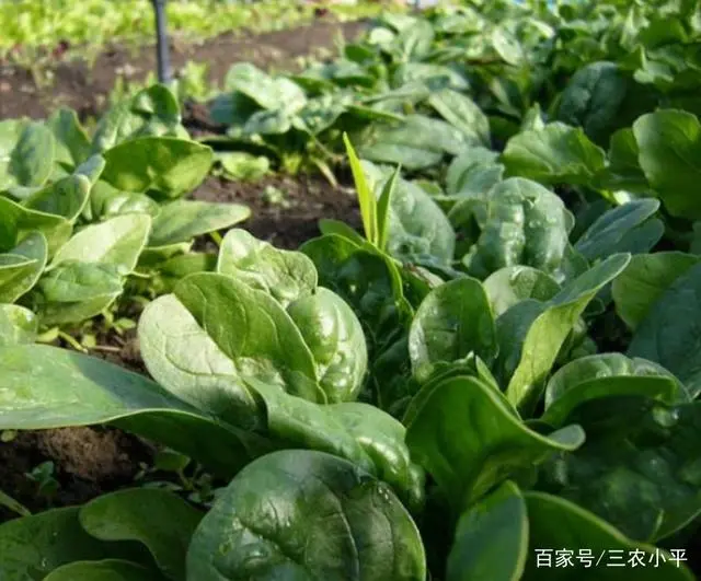 菠菜种植技术时间_菠菜种植技术时间多长_菠菜种植技术时间是多少