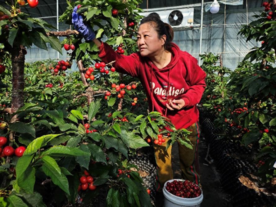 红色土地种植致富_致富种植红色土地的意义_致富种植红色土地图片