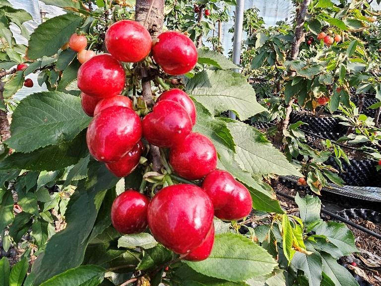 红色土地种植致富_致富种植红色土地的意义_致富种植红色土地图片