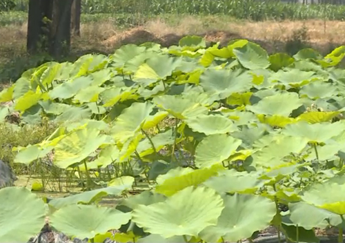 夏季甘蓝种植技术视频_甘蓝菜种植技术视频_如何种植甘蓝菜