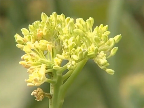 如何种植甘蓝菜_夏季甘蓝种植技术视频_甘蓝菜种植技术视频