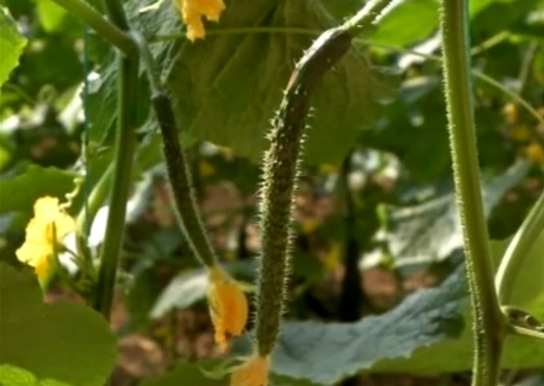 如何种植甘蓝菜_夏季甘蓝种植技术视频_甘蓝菜种植技术视频