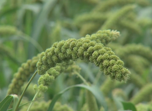 夏季甘蓝种植技术视频_如何种植甘蓝菜_甘蓝菜种植技术视频