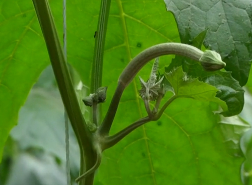 如何种植甘蓝菜_夏季甘蓝种植技术视频_甘蓝菜种植技术视频