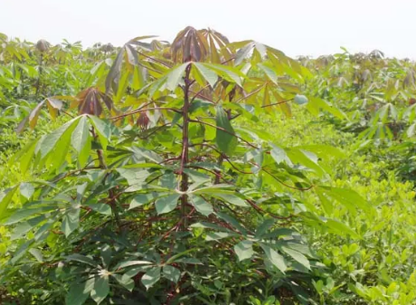 木薯种植技术图文详解_木薯种植方法_图文详解种植技术木薯怎么写