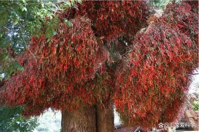 辣椒树：草本植物的生长奇观