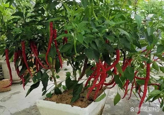 辣椒种植视频教程_栽辣椒视频_辣椒树种植技术视频