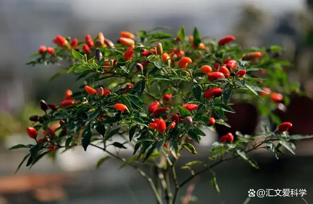 栽辣椒视频_辣椒种植视频教程_辣椒树种植技术视频