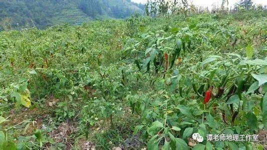 辣椒种植技术视频播放_栽辣椒视频_辣椒树种植技术视频