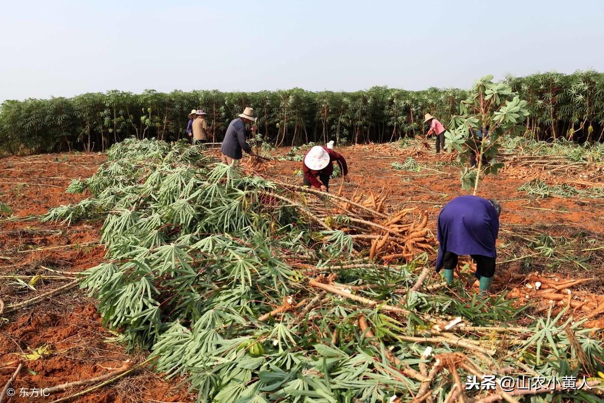 木薯的种植方法及管理技术_木薯种植技术图文详解_图文详解种植技术木薯视频