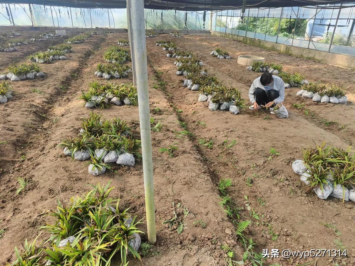 白芨种植技术教学视频_中药材白芨种植技术_白芨种植技术白芨种植方法