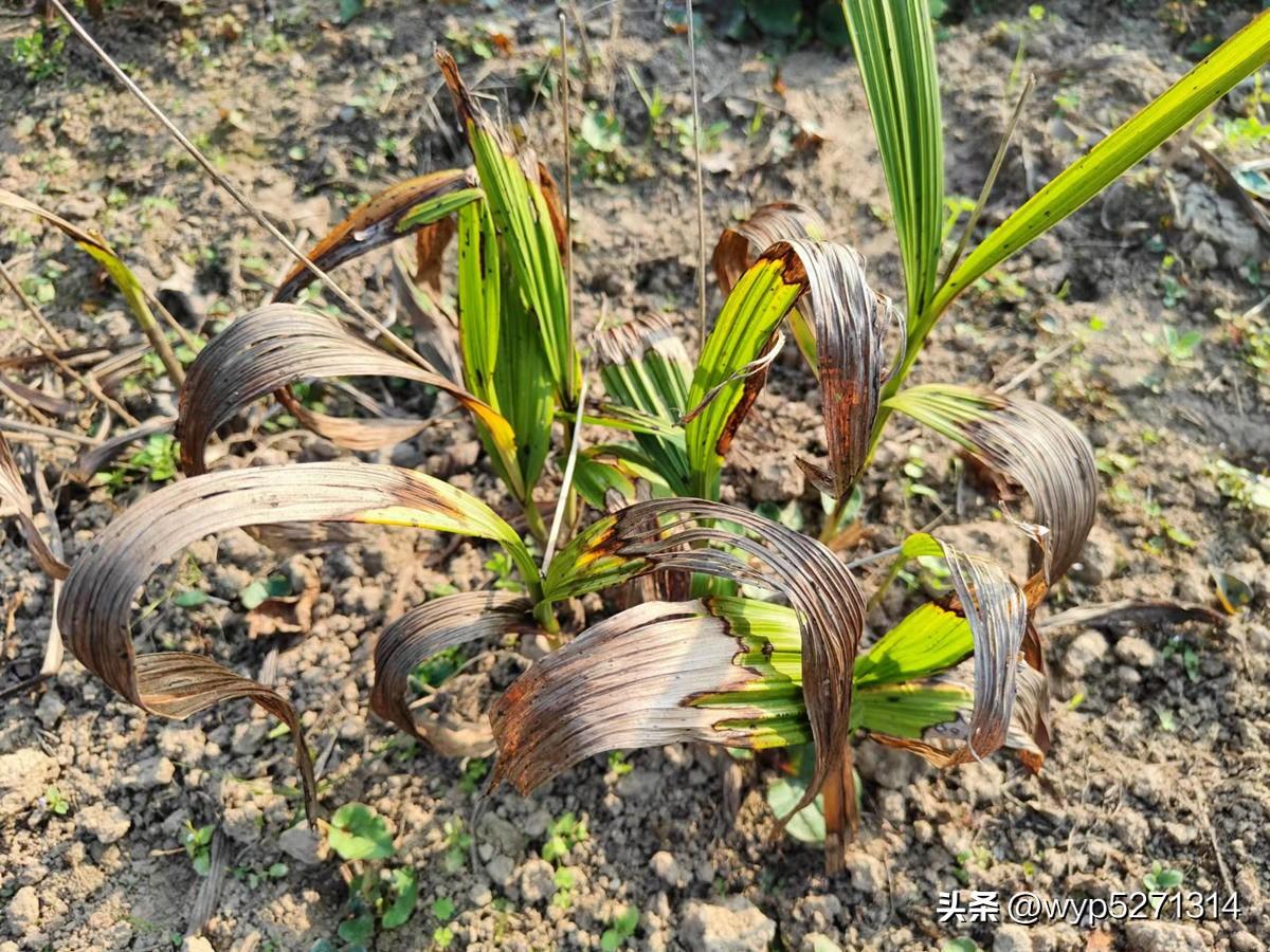 白芨种植技术教学视频_白芨种植技术白芨种植方法_中药材白芨种植技术