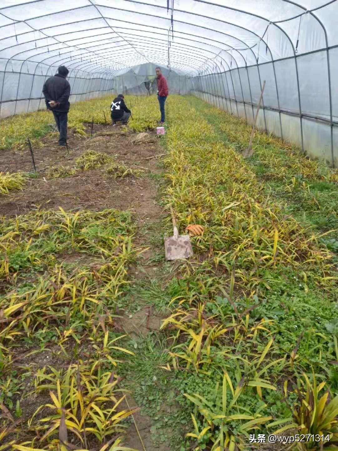 白芨种植技术白芨种植方法_中药材白芨种植技术_白芨种植技术教学视频