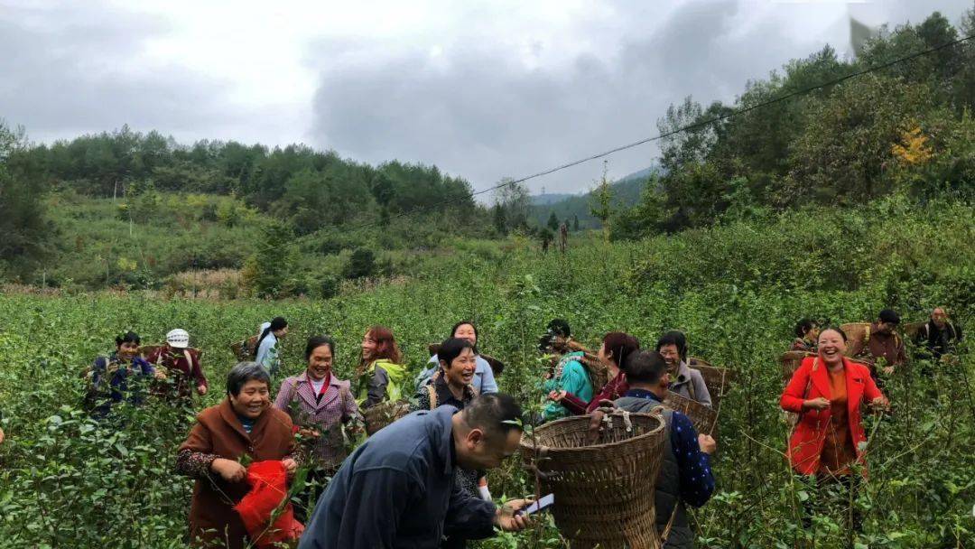 致富经盆栽果树_致富经陈波什么树_致富录陈雅山