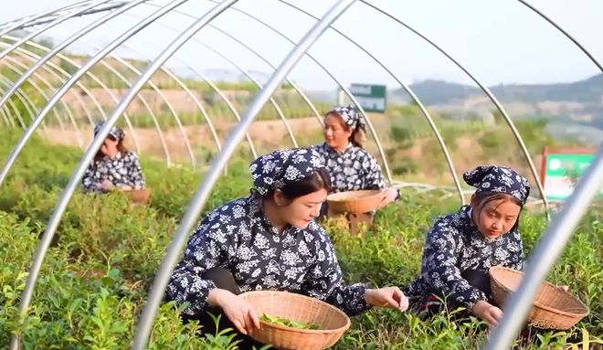 农村种植茶叶项目实施方案范文_茶农致富_村民种植茶叶致富