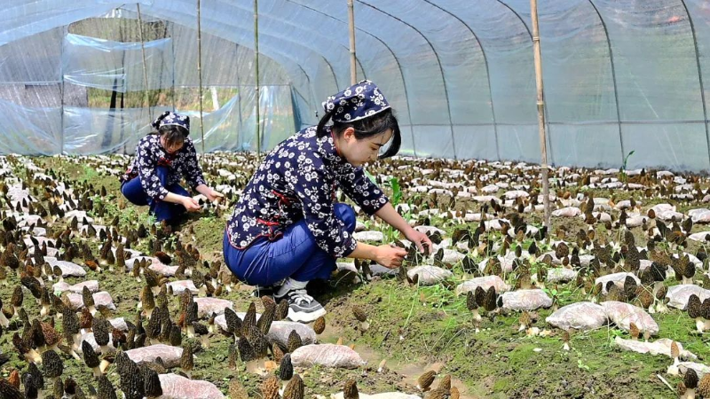 辣椒种植视频教程_种植辣椒的视频_辣椒树种植技术视频