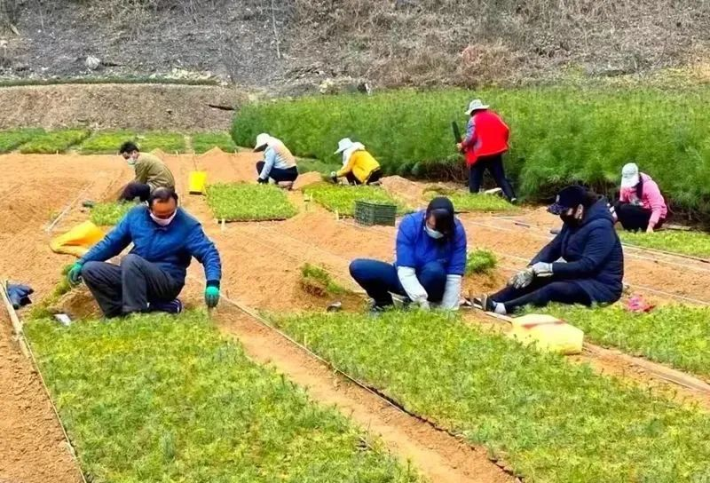 辣椒树种植技术视频_辣椒种植视频教程_种植辣椒的视频