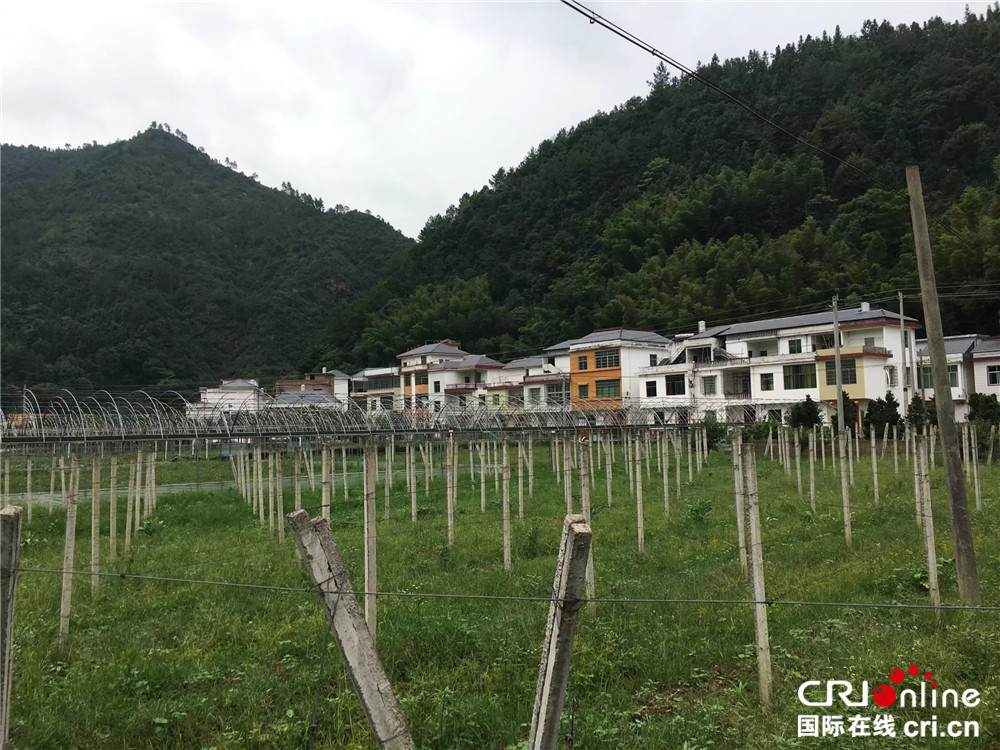 致富茶叶村民种植图片_村民种植茶叶致富_农村种植茶叶赚钱吗