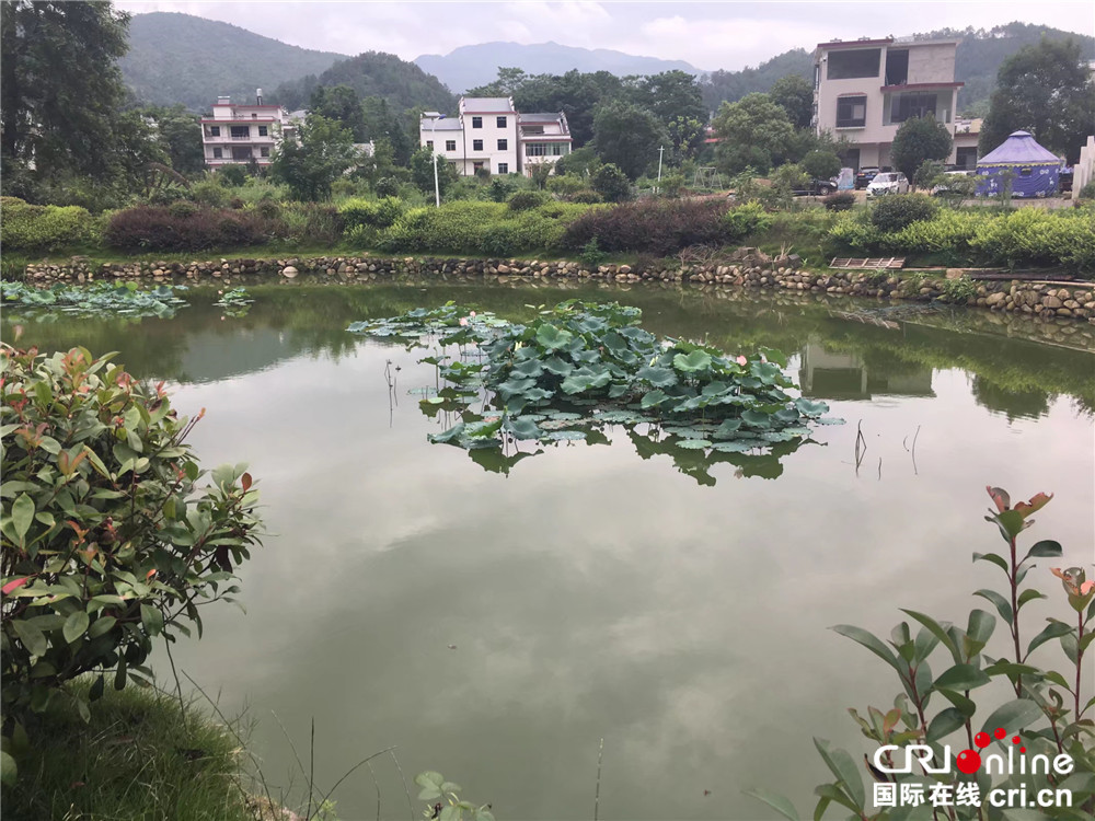 村民种植茶叶致富_致富茶叶村民种植图片_农村种植茶叶赚钱吗