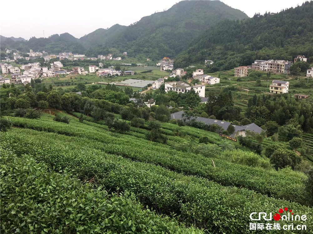 致富茶叶村民种植图片_村民种植茶叶致富_农村种植茶叶赚钱吗