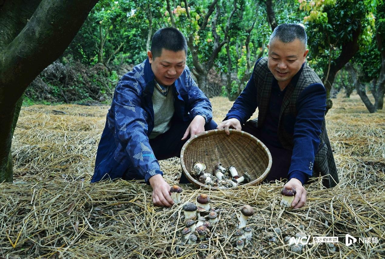 红色土地种植致富_致富种植红色土地作文_致富种植红色土地图片