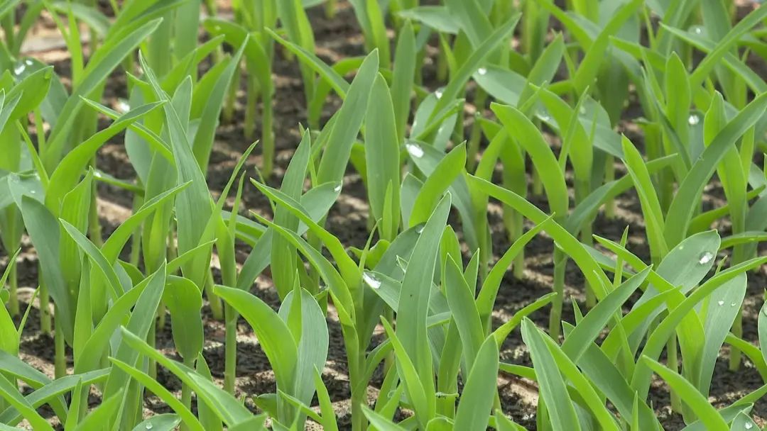 南昌玉米批发联系方式_南昌种植玉米致富_南昌玉米价格最新行情