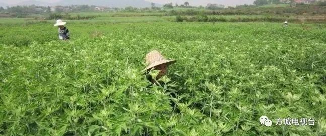 种植陈艾致富_致富经艾草种植视频_陈艾种植基地