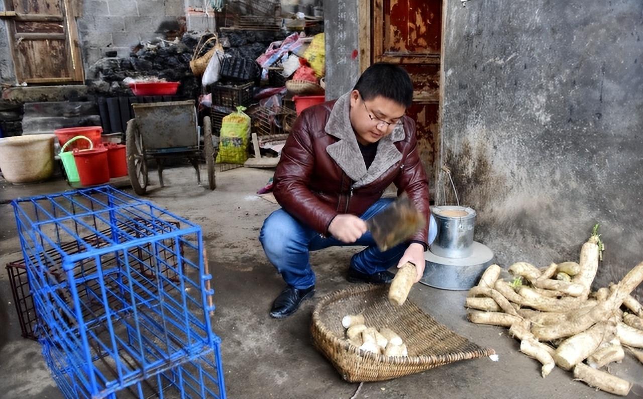 豪猪养殖骗局_致富经豪猪养殖视频_养殖豪猪的喂养技术