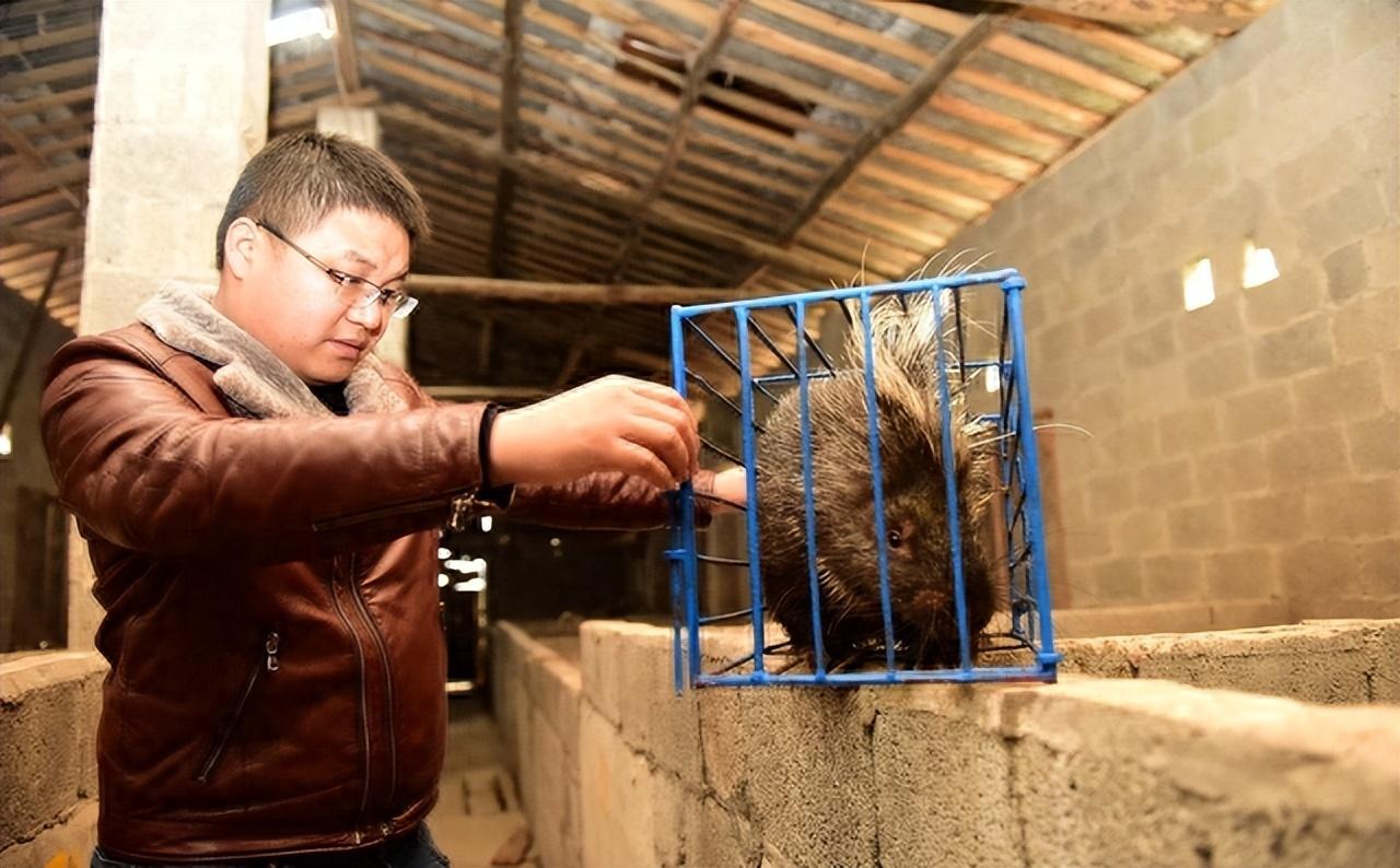 致富经豪猪养殖视频_养殖豪猪的喂养技术_豪猪养殖骗局