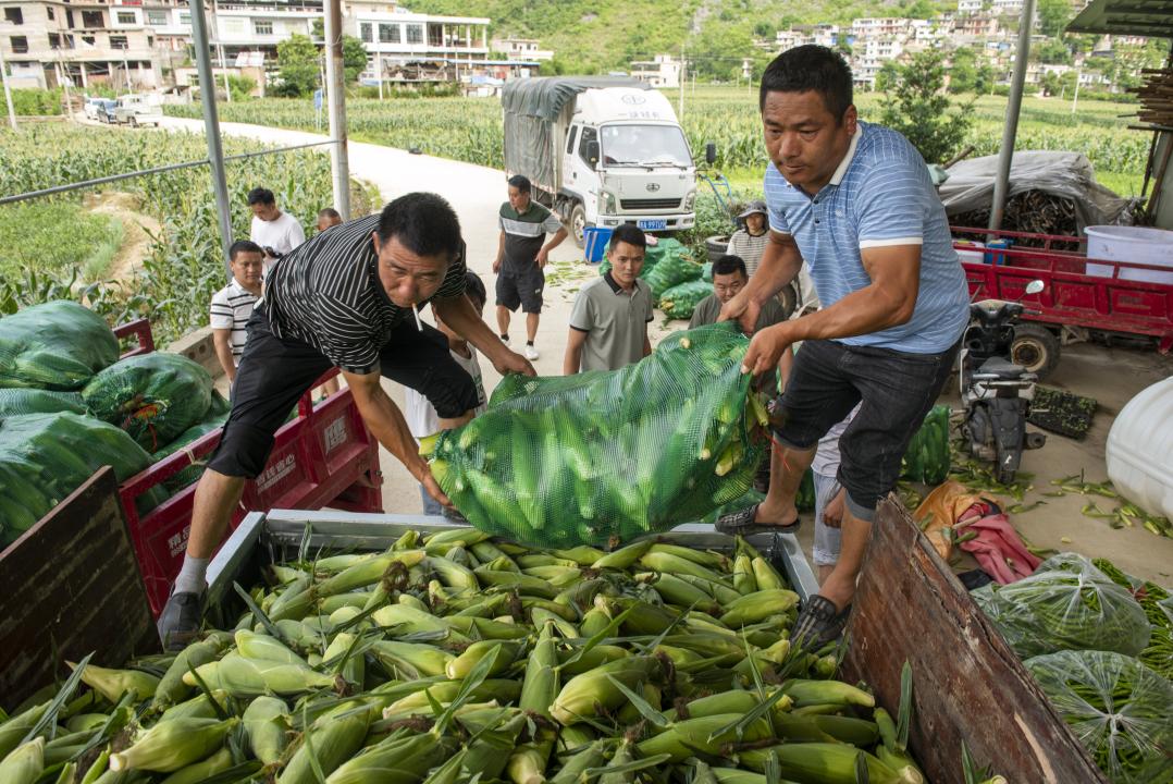 致富玉米水果种植技术视频_水果玉米致富经_水果玉米种植致富