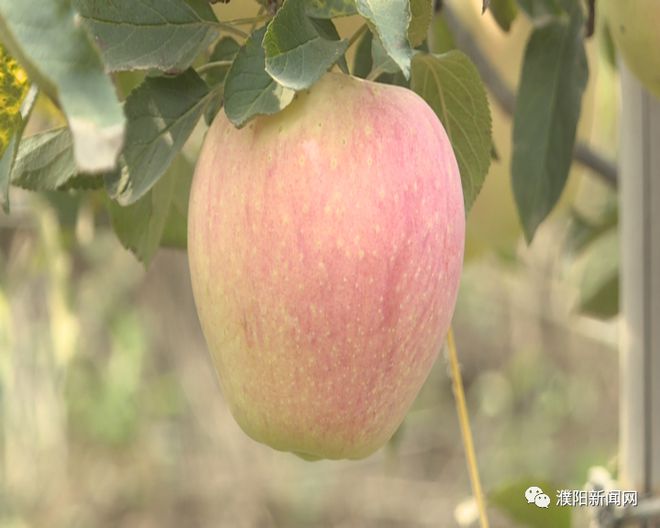 致富经种植亩收入过亿_致富经种树_种植经济林致富路线图