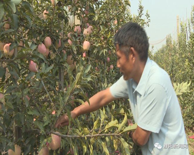 致富经种树_种植经济林致富路线图_致富经种植亩收入过亿