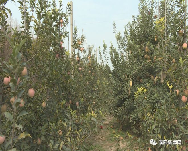 致富经种树_种植经济林致富路线图_致富经种植亩收入过亿