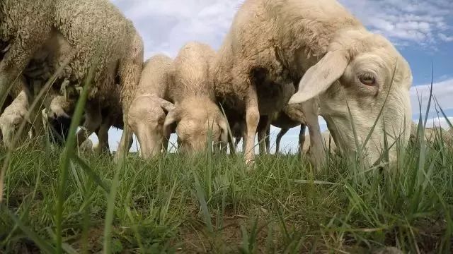 羊肉深加工致富经_致富羊肉加工视频_致富羊肉加工厂地址