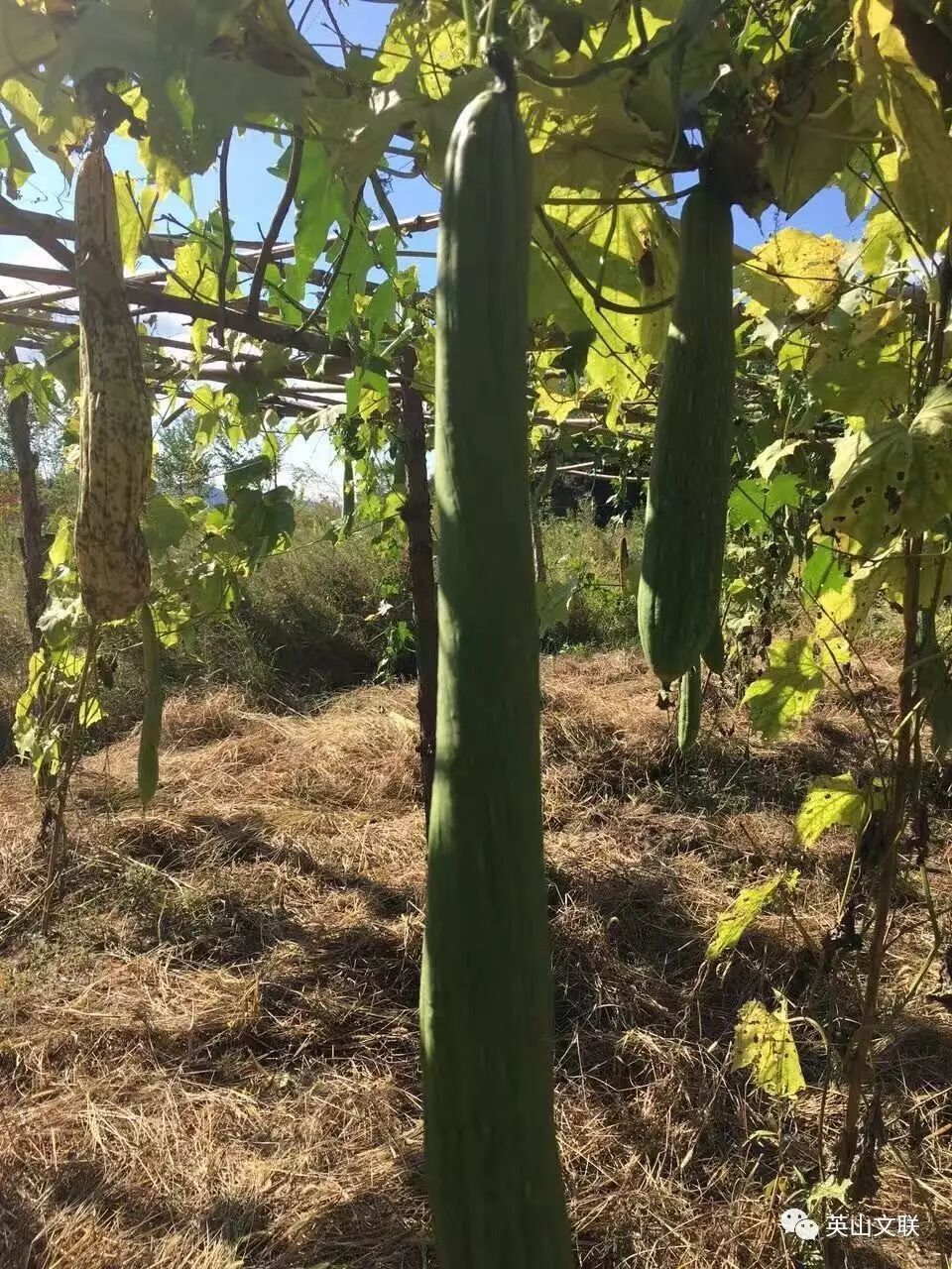 致富经丝瓜种植视频_丝瓜种植致富宝_丝瓜种植效益怎么样